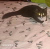 Figaro
