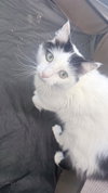Fluffer Nutter