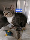 Monica