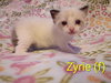 Zyrie