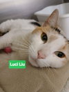 Luci Lui