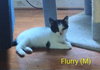 Flurry