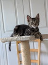 RoRo