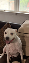 Abbie