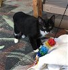 adoptable Cat in , TN named Murray
