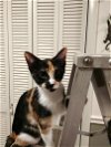 adoptable Cat in crossville, tn, TN named Rita
