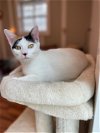adoptable Cat in crossville, TN named Lily