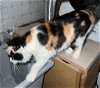 adoptable Cat in crossville, TN named Little Miss