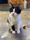 adoptable Cat in rossville, TN named Jingle