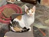 adoptable Cat in crossville, TN named Gail