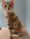 adoptable Cat in crossville, TN named DoriAnn Gray