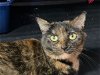 adoptable Cat in crossville, TN named Brown Sugar