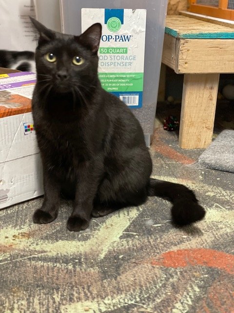 adoptable Cat in Crossville, TN named Panther