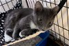 adoptable Cat in crossville, tn, TN named RuntRunt