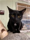 adoptable Cat in , TN named Shelly