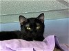 adoptable Cat in crossville, TN named Jessie
