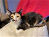 adoptable Cat in crossville, TN named Juliet