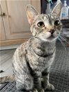 adoptable Cat in crossville, tn, TN named Pollyanna