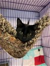 adoptable Cat in crossville, TN named Jackie