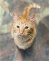 adoptable Cat in rossville, TN named Lance