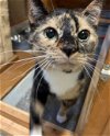 adoptable Cat in crossville, TN named Amelia
