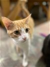 adoptable Cat in crossville, TN named Garfunkel