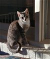 adoptable Cat in crossville, TN named Jane