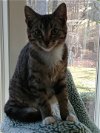 adoptable Cat in crossville, TN named Joan