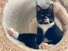 adoptable Cat in crossville, TN named Madison
