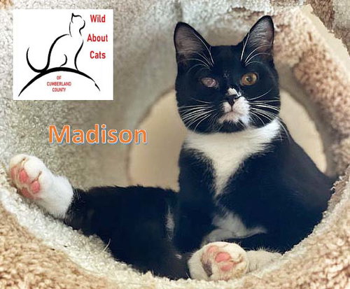 picture of the cat needing adoption