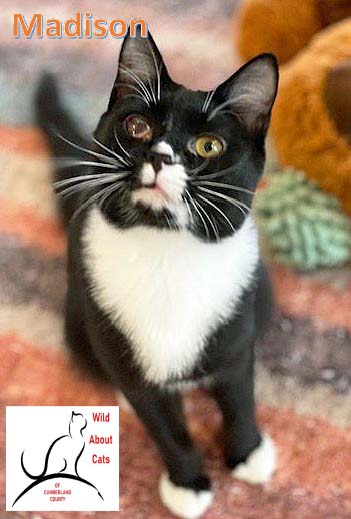 MADISON - Domestic Short Hair available for adoption