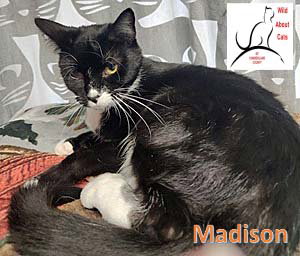 Madison