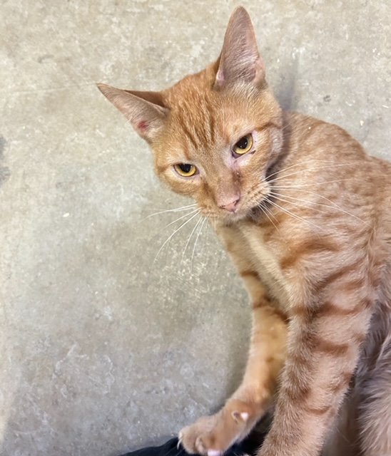 adoptable Cat in Crossville, TN named Pyramid