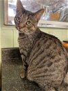 adoptable Cat in , TN named Tiger