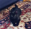 adoptable Cat in crossville, TN named Cinder
