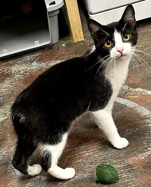 adoptable Cat in Crossville, TN named Felix