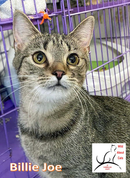 adoptable Cat in Crossville, TN named Billie Joe