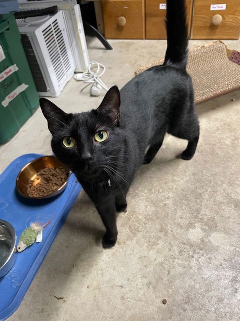 picture of the cat needing adoption