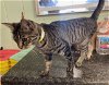 adoptable Cat in rossville, TN named Kelsey