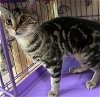 adoptable Cat in rossville, TN named Kira