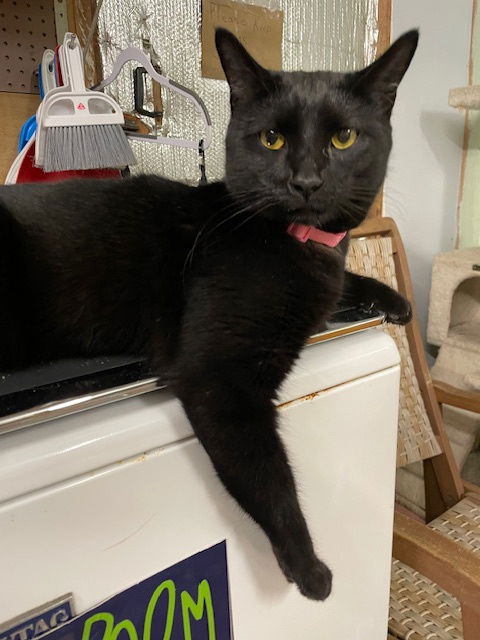 adoptable Cat in Crossville, TN named Shadowbox