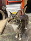 adoptable Cat in , TN named Judy