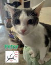 adoptable Cat in crossville, TN named Peter