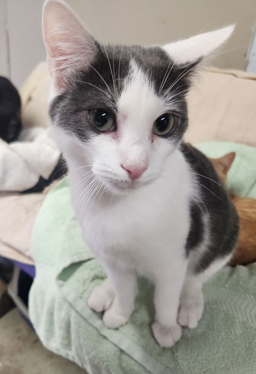 picture of the cat needing adoption