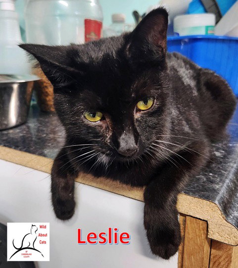 picture of the cat needing adoption