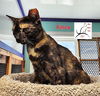 adoptable Cat in crossville, TN named Kasey