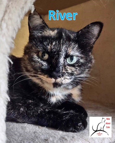 RIVER - Domestic Short Hair available for adoption