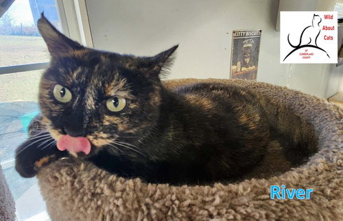 RIVER - Domestic Short Hair available for adoption