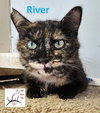 River - Photo 3