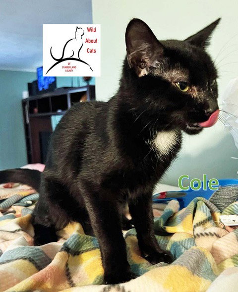 picture of the cat needing adoption